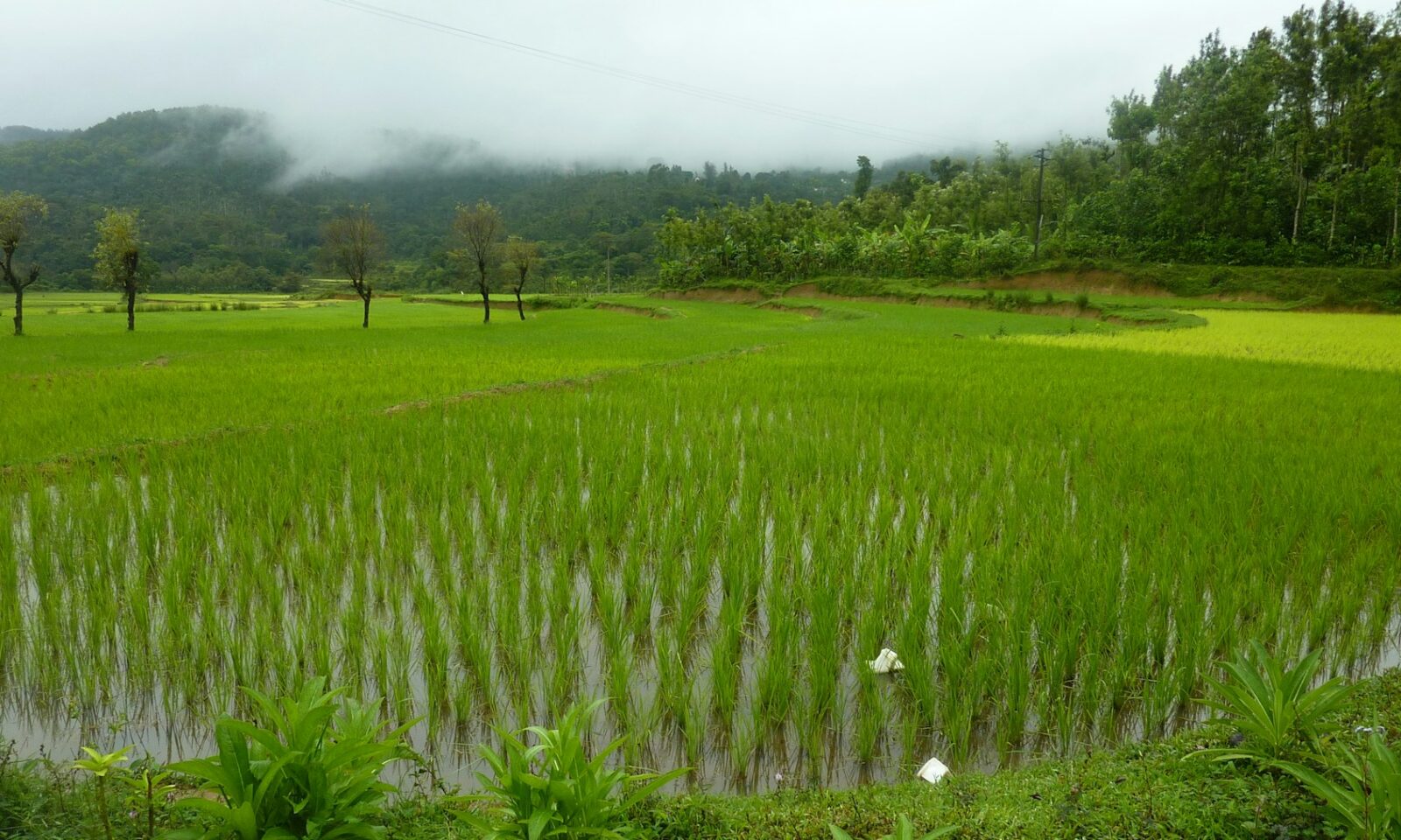 Rice field in Chikmagalur, Karnataka, India, illustrating methane-reduction farming