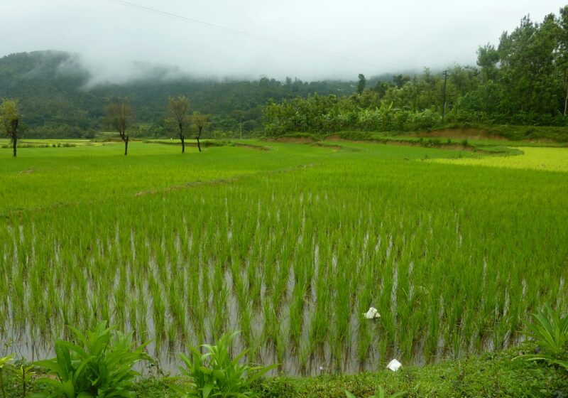 Rice field in Chikmagalur, Karnataka, India, illustrating methane-reduction farming